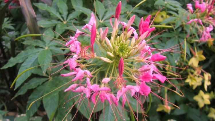 Fonds d'cran Nature Fleurs du rose et du vert