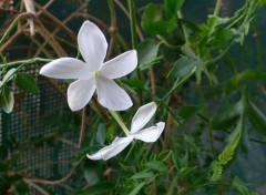 Fonds d'cran Nature Fleurs de jasmin embaument mon jardin