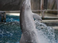 Wallpapers Animals Spectacle de dauphin du dolphinarium