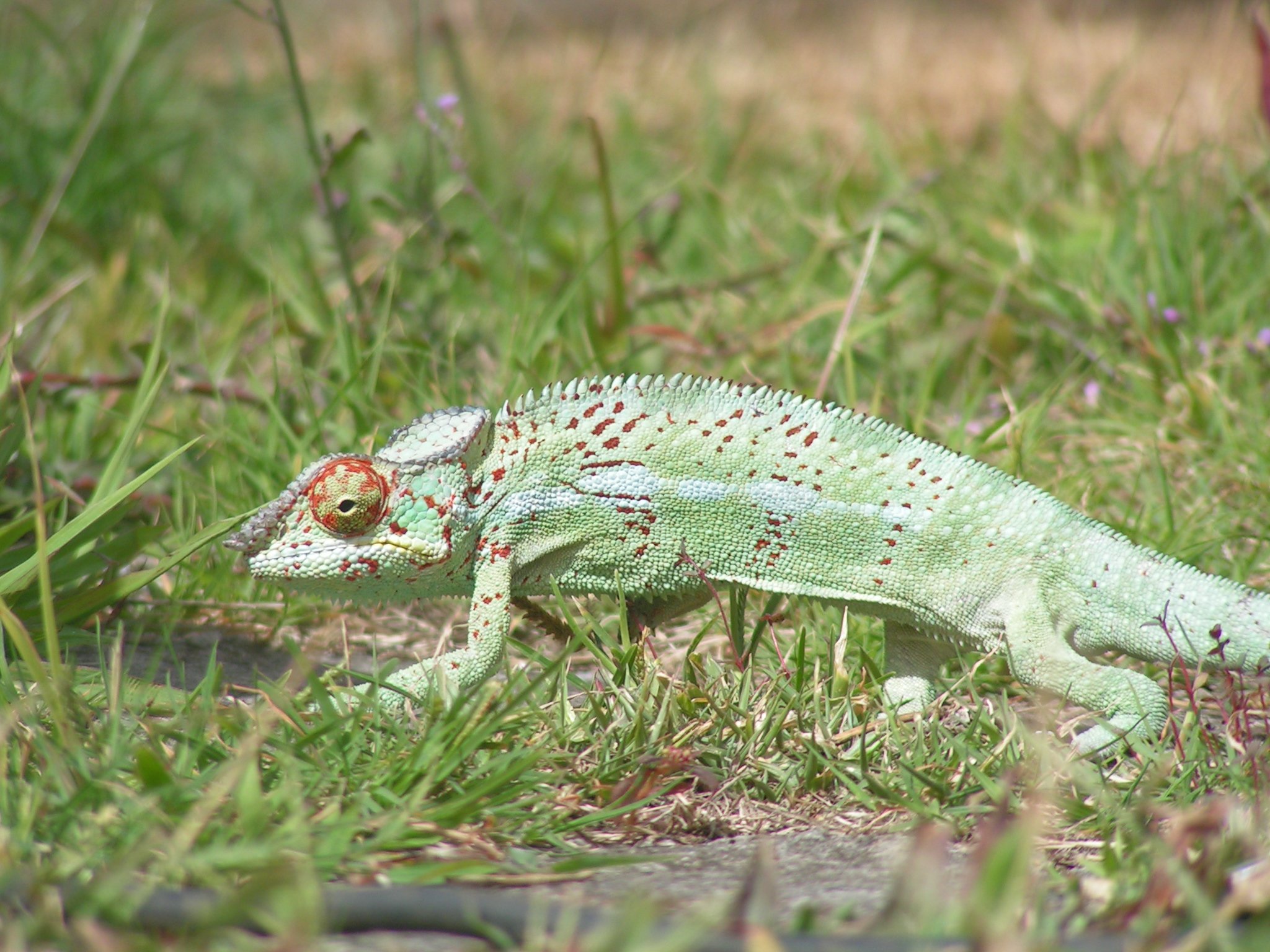 Wallpapers Animals Chameleons Camleon mle dans le jardin