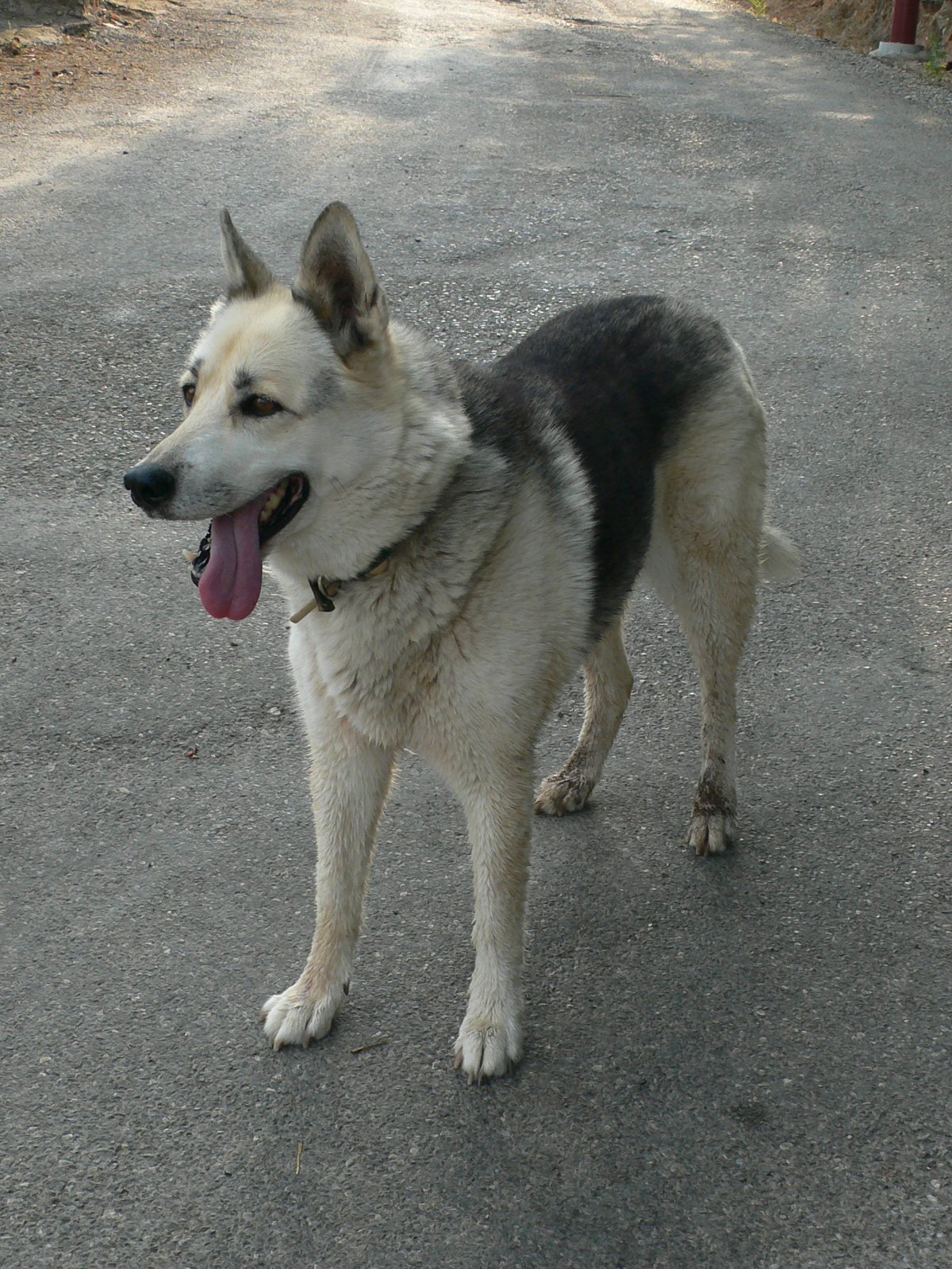 Fonds d'cran Animaux Chiens 