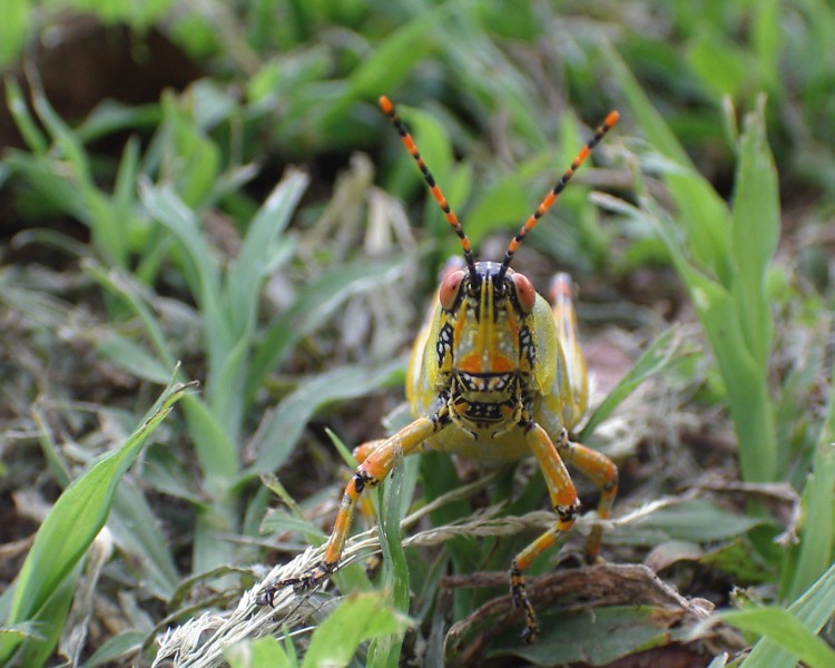 Wallpapers Animals Insects - Grasshoppers and Locusts Wallpaper N210244