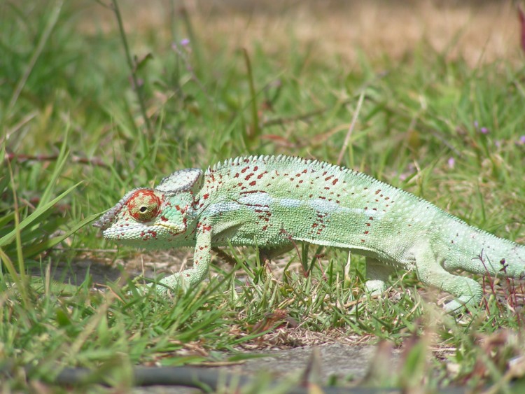 Wallpapers Animals Chameleons Camleon mle dans le jardin