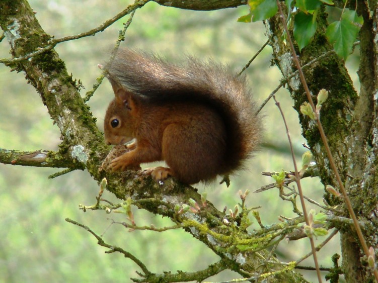 Fonds d'cran Animaux Rongeurs - Ecureuils Ecureuil