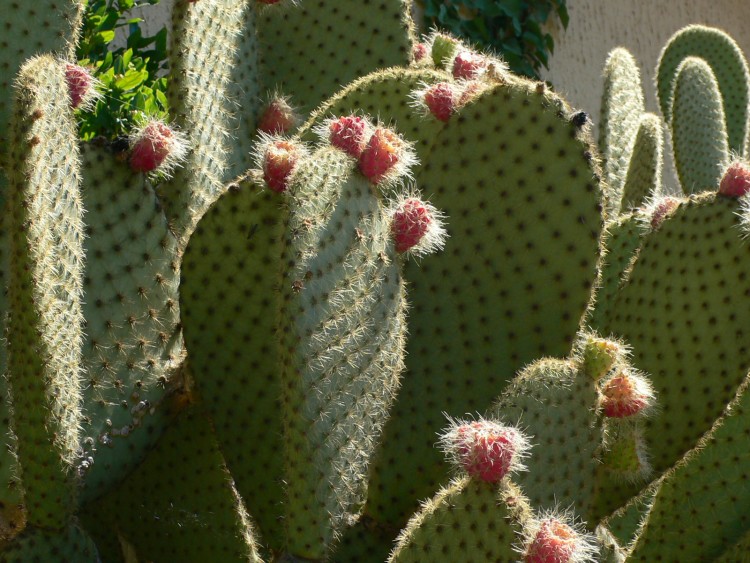 Wallpapers Nature Cactus Cactus raquette et figues de Barbarie: une nouvelle mode pour Roland Garros ?