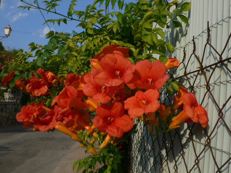 Fonds d'cran Nature Fleurs Bignonias  la couleur oranger si lumineuse