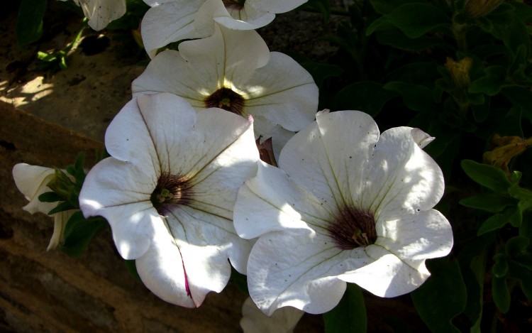 Fonds d'cran Nature Fleurs White flow