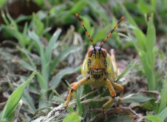 Fonds d'cran Animaux Image sans titre N210244