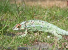 Fonds d'cran Animaux Camleon mle dans le jardin