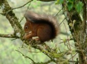 Fonds d'cran Animaux Ecureuil