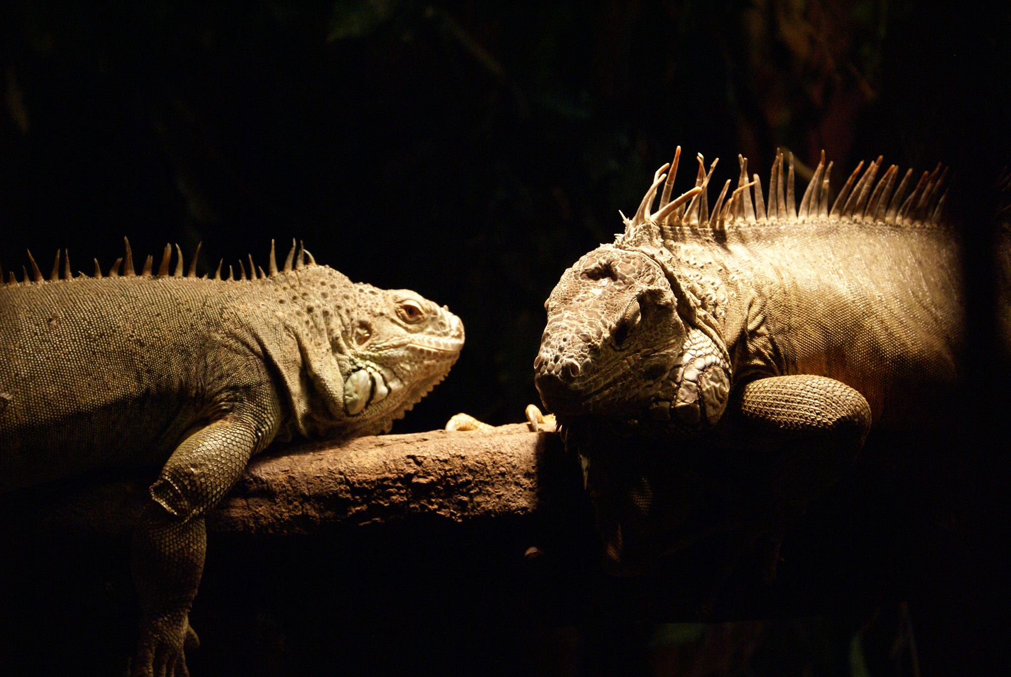 Wallpapers Animals Lizards - Iguanas Paraisse