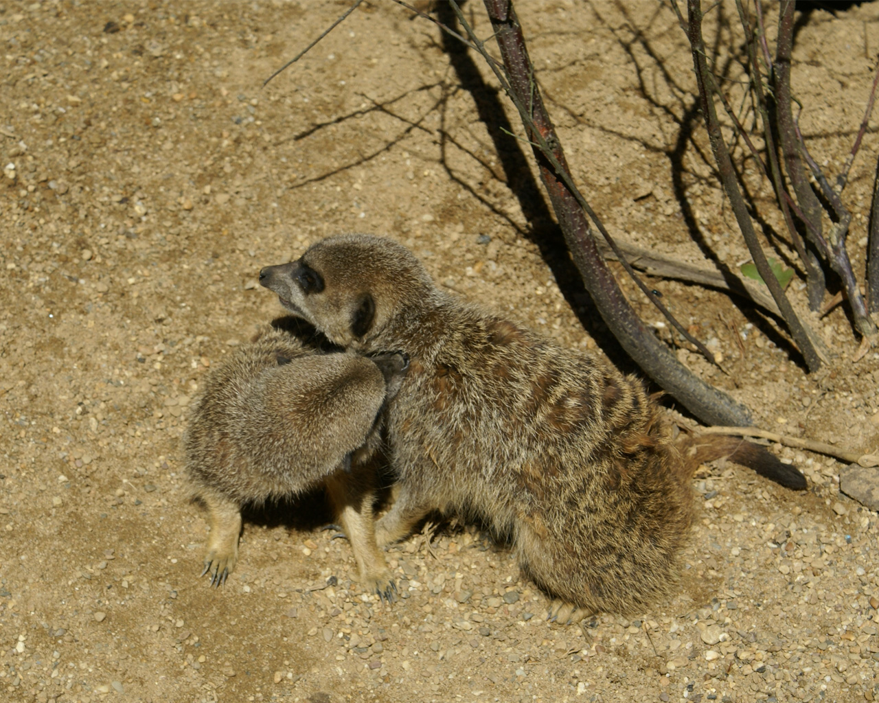 Wallpapers Animals Meerkats Papouille