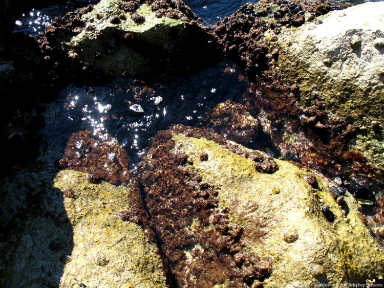 Fonds d'cran Nature Mers - Ocans - Plages Mer Mditranne la plage