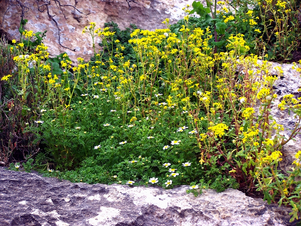 Fonds d'cran Nature Fleurs sans titre