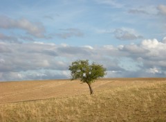 Fonds d'cran Nature Campagne du Berry