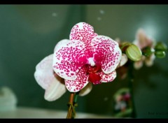 Fonds d'cran Nature Phalaenopsis Orchid