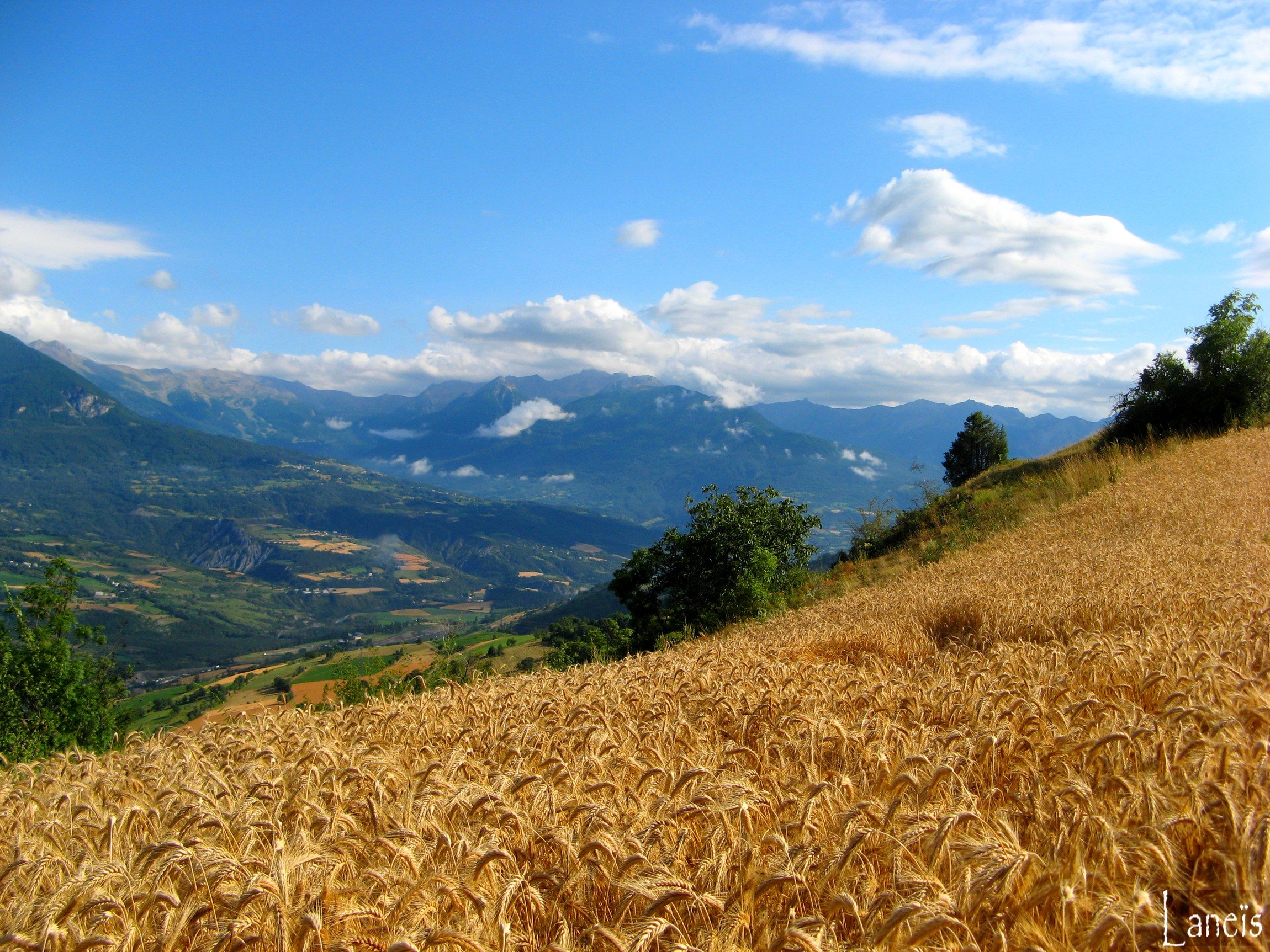 Fonds d'cran Nature Champs - Prairies Hautes Alpes