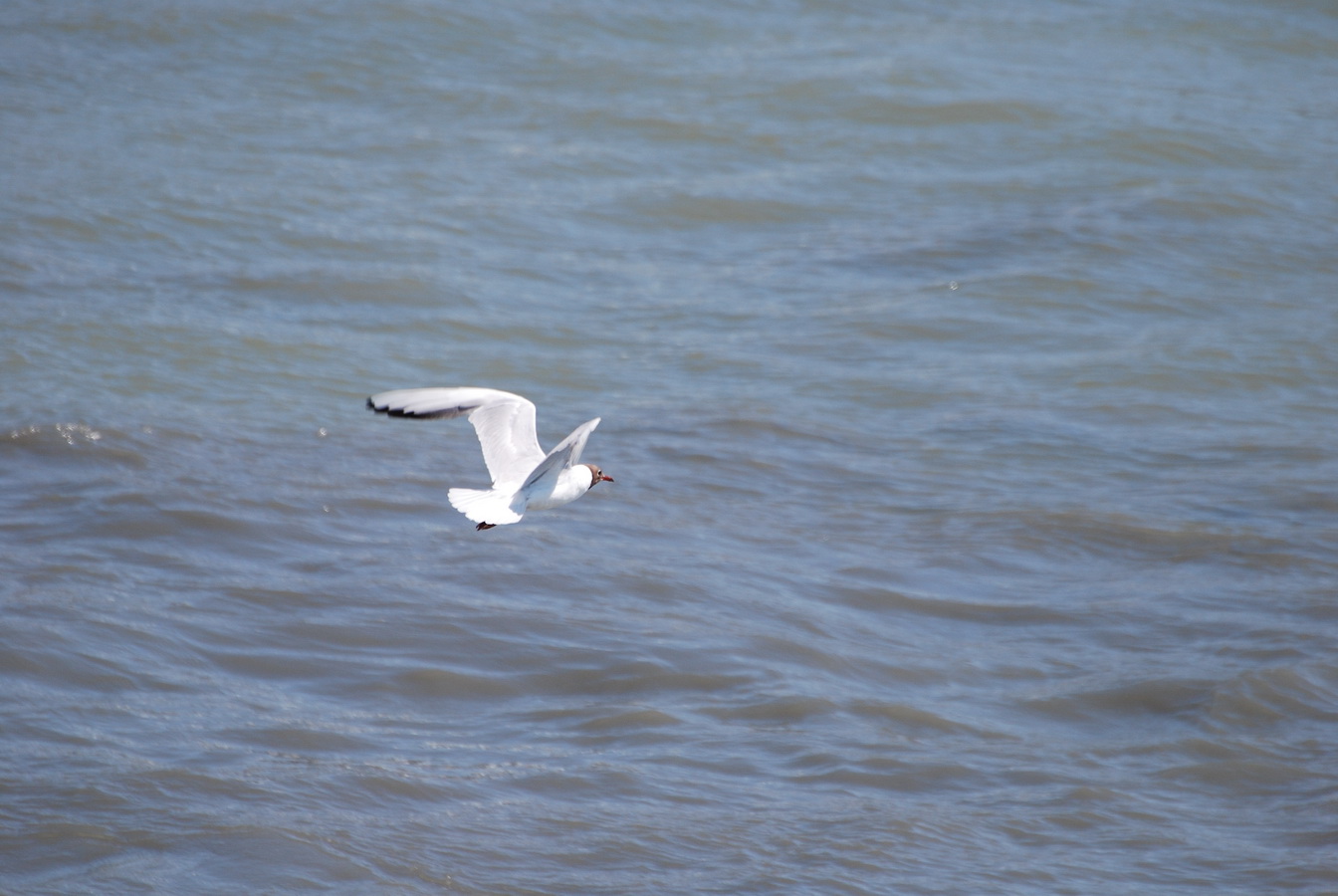 Wallpapers Animals Birds - Gulls Mouette en vol  Ostende