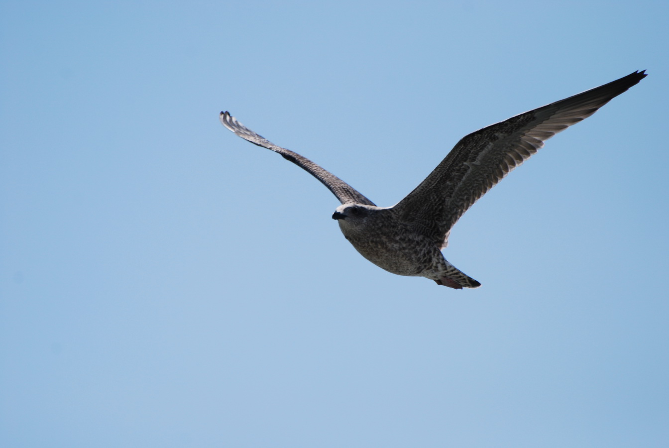 Wallpapers Trips : Europ Belgium Mouette prise d'un bateau en mer du nord  Ostende