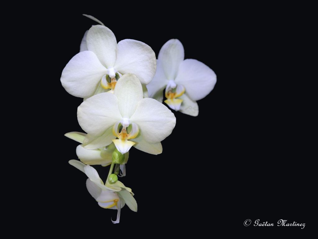 Fonds d'cran Nature Fleurs Orchids