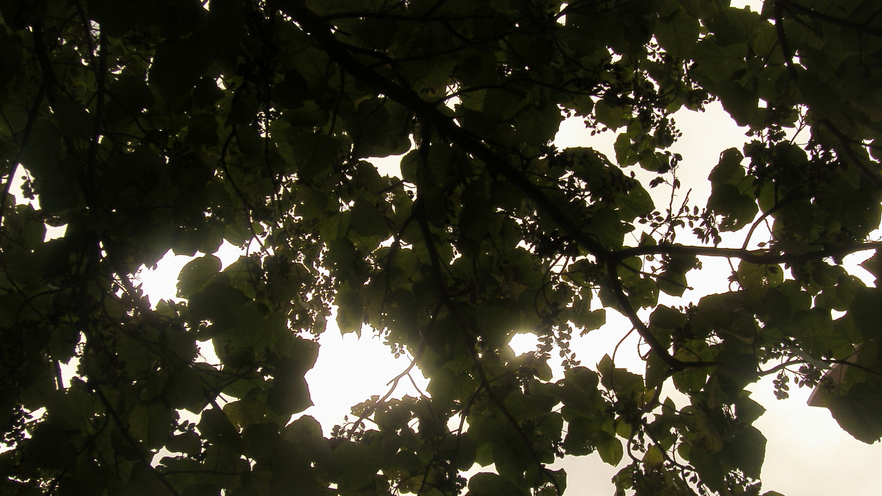 Fonds d'cran Nature Feuilles - Feuillages le soleil perce timidement les branchages