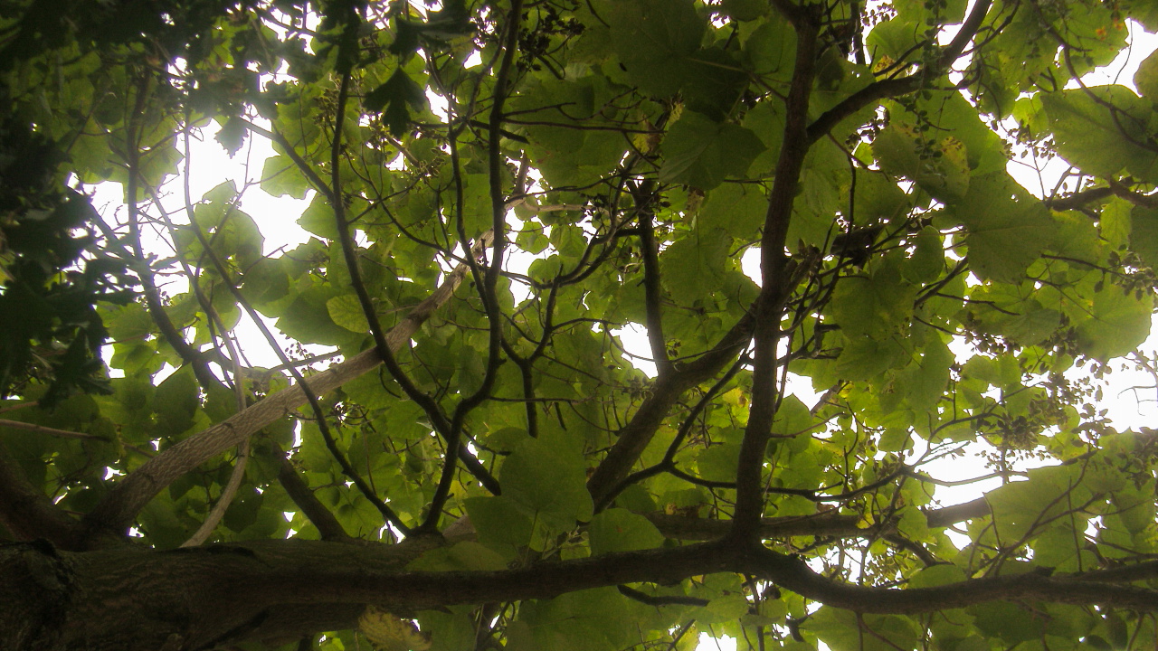 Fonds d'cran Nature Feuilles - Feuillages de l'oxygne dans la ville 