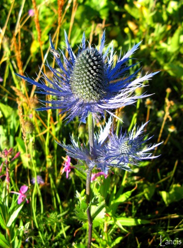 Fonds d'cran Nature Fleurs La reine des Alpes, ou Panicaut