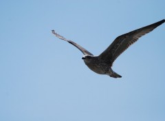 Wallpapers Trips : Europ Mouette prise d'un bateau en mer du nord  Ostende