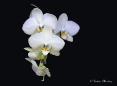 Fonds d'cran Nature Orchids