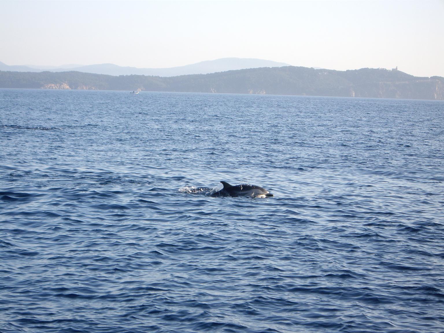 Wallpapers Animals Sealife - Dolphins Dauphin sortant de l'eau