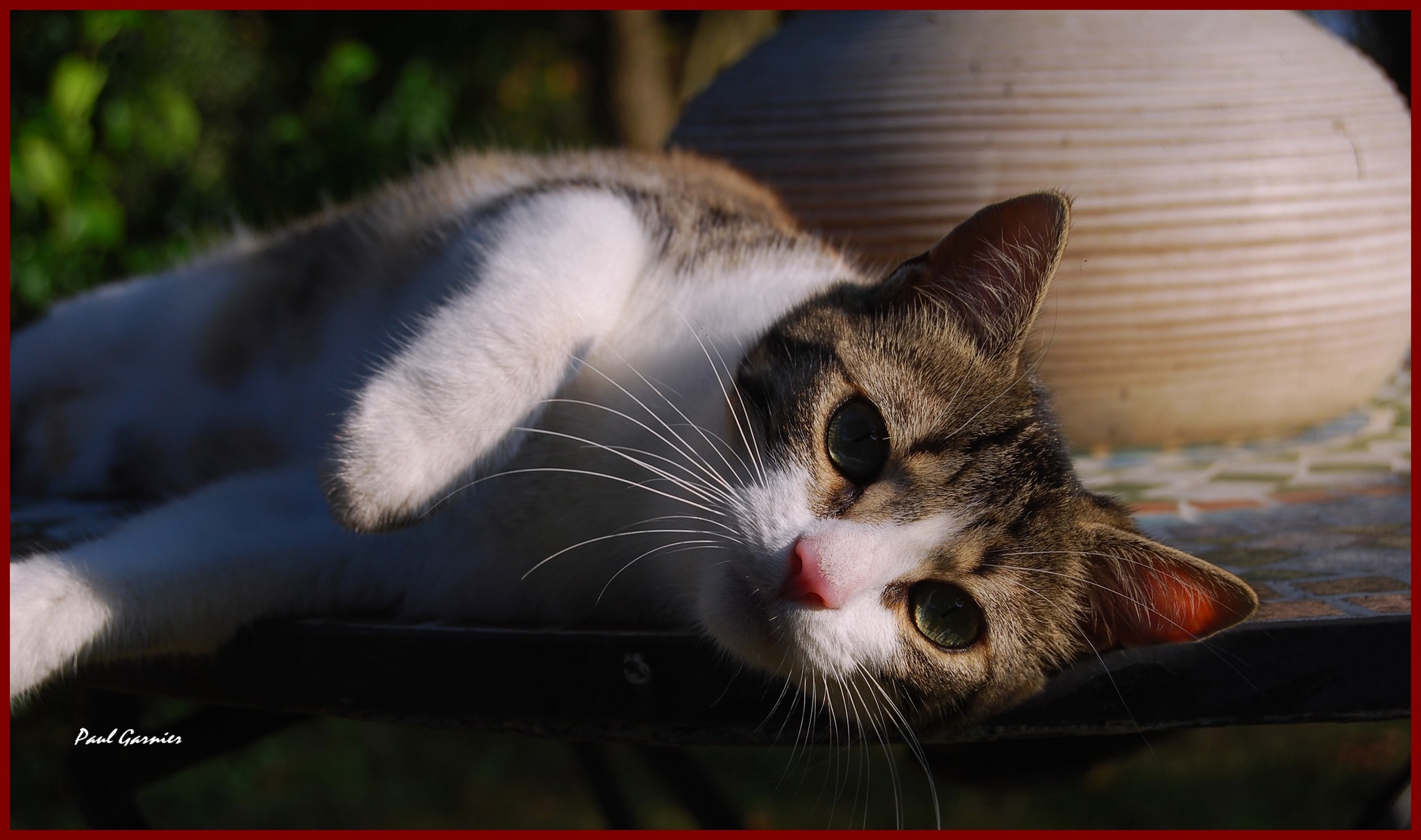 Fonds d'cran Animaux Chats - Chatons Le repos