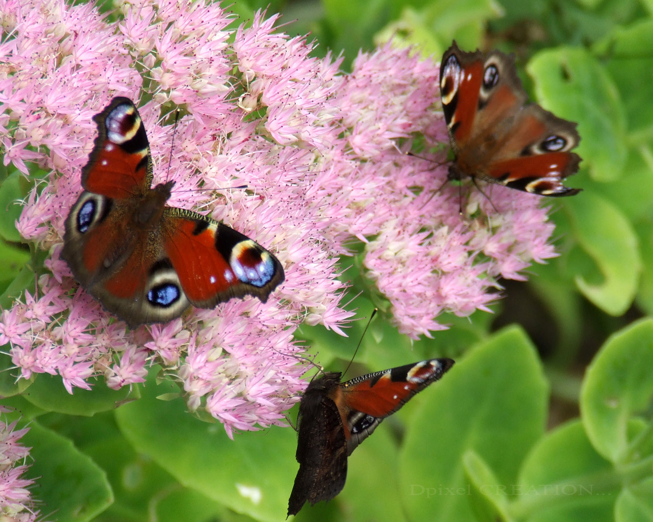 Fonds d'cran Animaux Insectes - Papillons oiseaux des fleurs