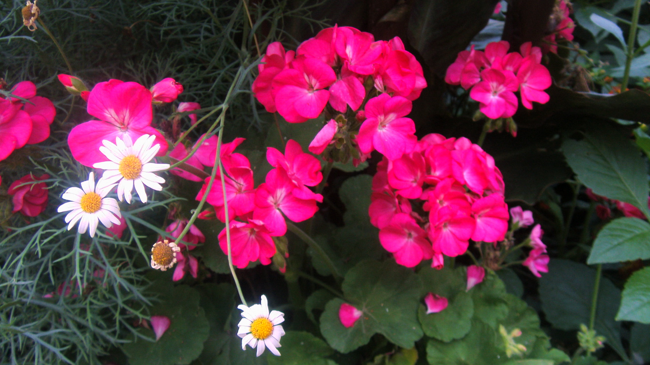 Fonds d'cran Nature Fleurs des graniums et des paquerettes, tout un programme