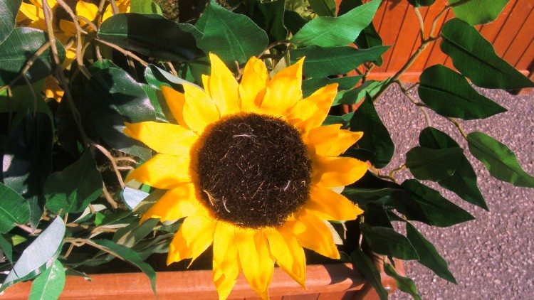 Fonds d'cran Nature Fleurs un tournesol dans la ville