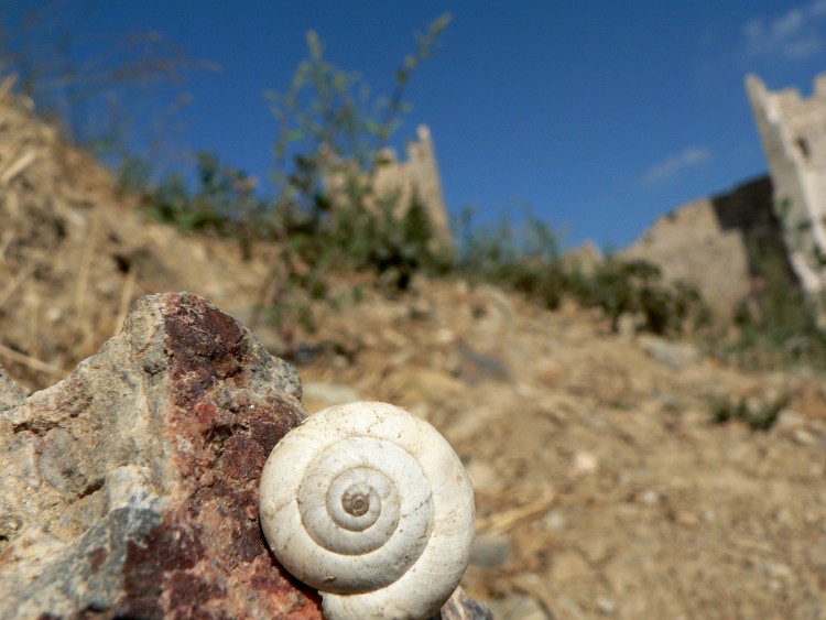 Fonds d'cran Animaux Escargots - Limaces l'escargot