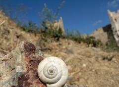 Wallpapers Animals l'escargot