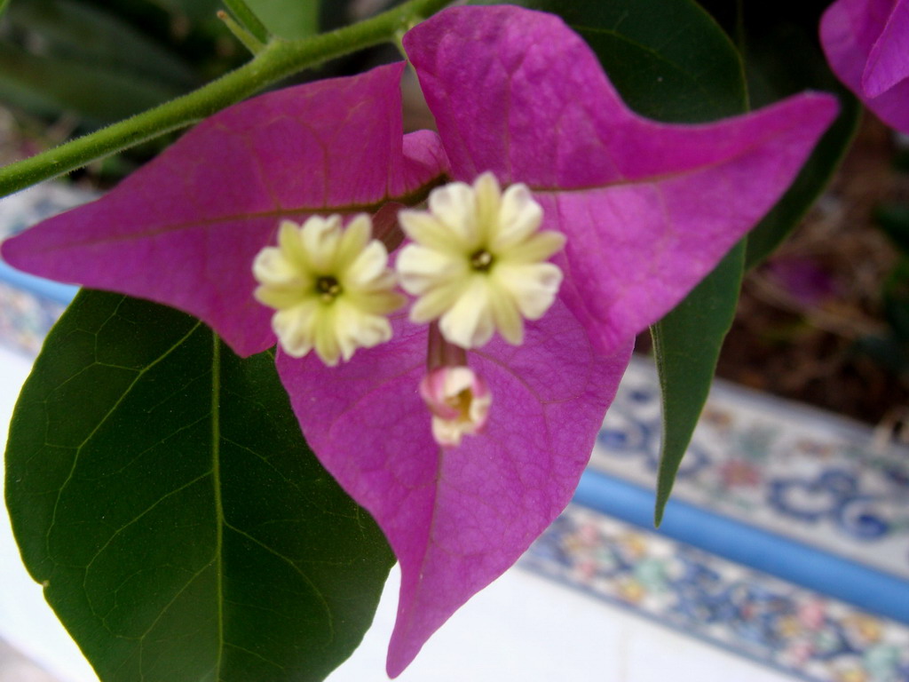 Fonds d'cran Nature Fleurs fleur rigolote