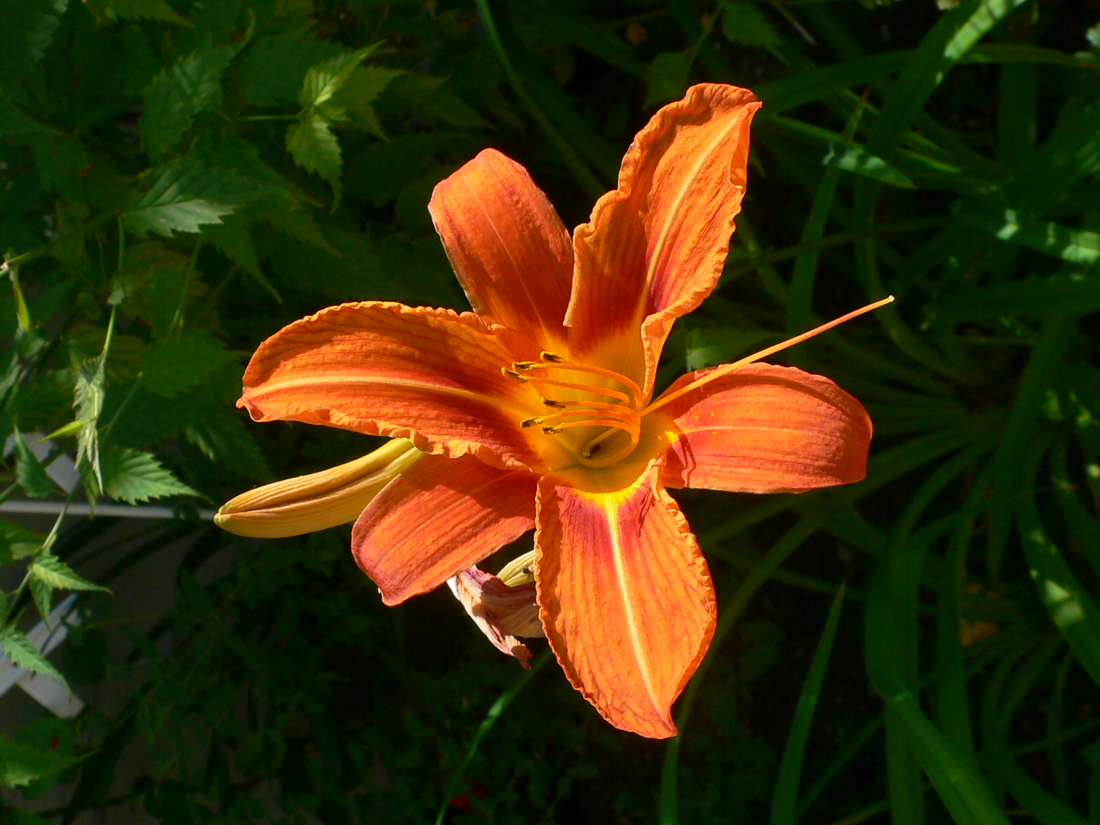 Fonds d'cran Nature Fleurs Majest du lys