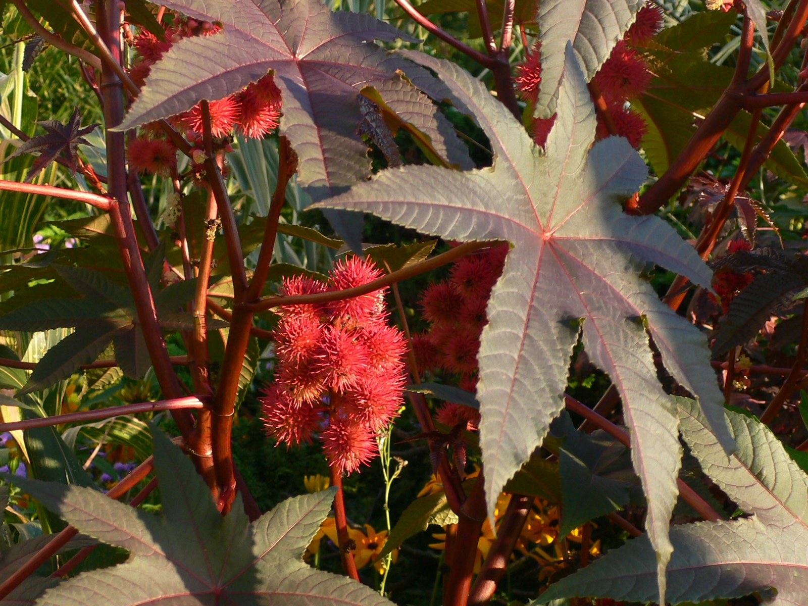 Fonds d'cran Nature Plantes - Arbustes Grappe de fuits rouge vif du ricin au soleil couchant