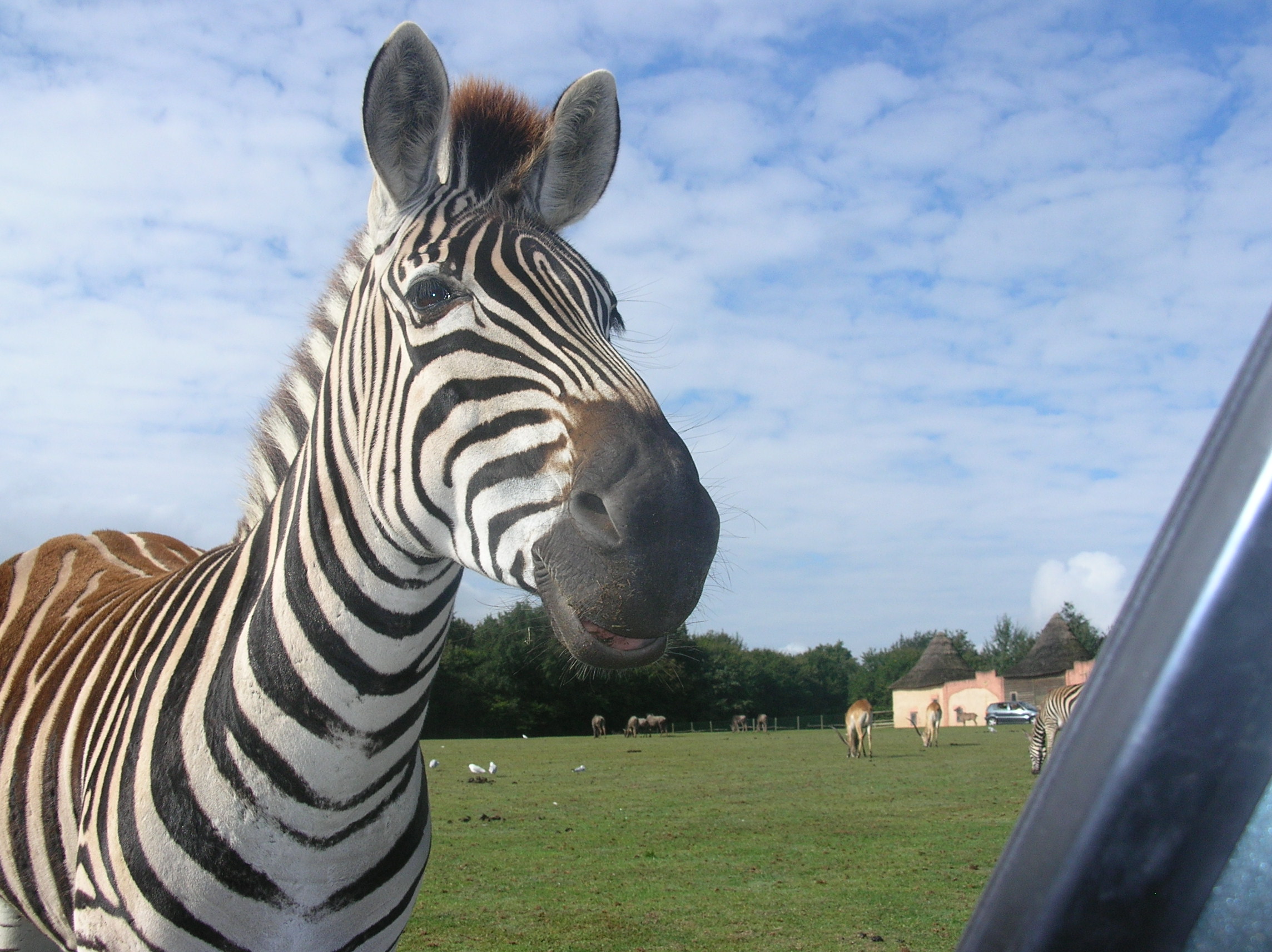 Fonds d'cran Animaux Zbres Un Zbre