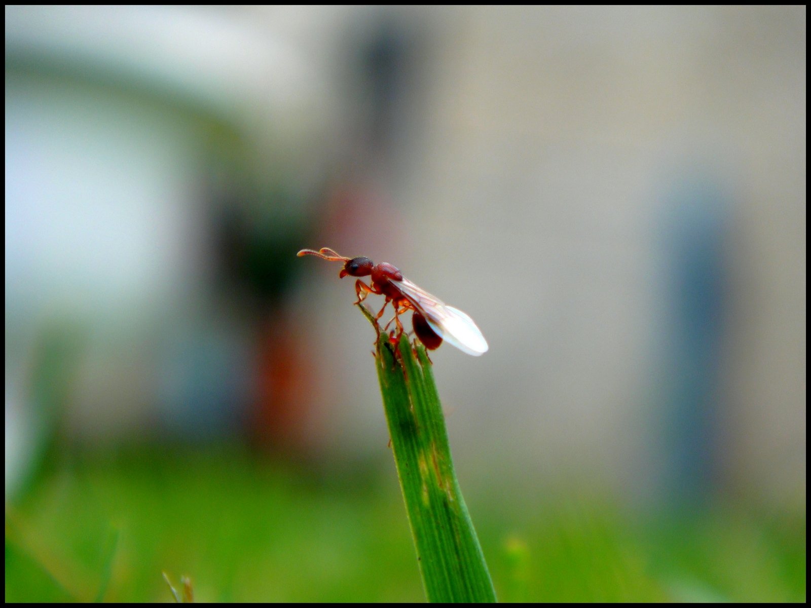 Fonds d'cran Animaux Insectes - Fourmis Fourmi