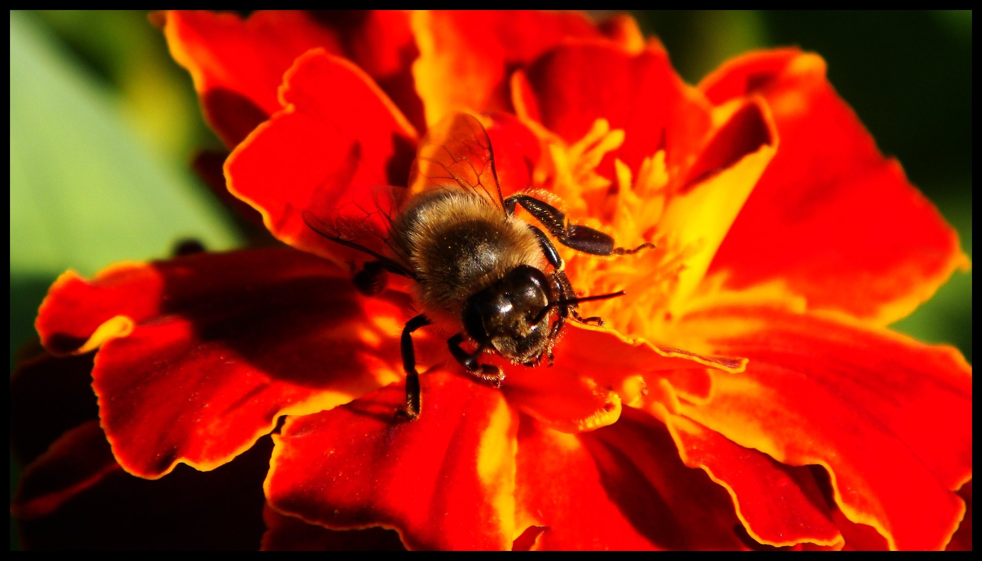 Fonds d'cran Animaux Insectes - Abeilles Gupes ... Face  face avec une abeille