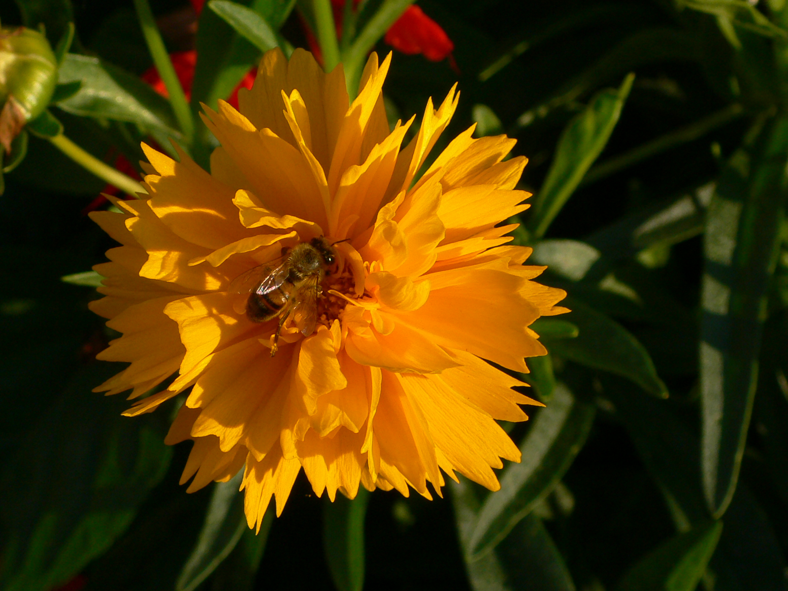 Fonds d'cran Nature Fleurs Je butine cette fleur jaune si attirante !