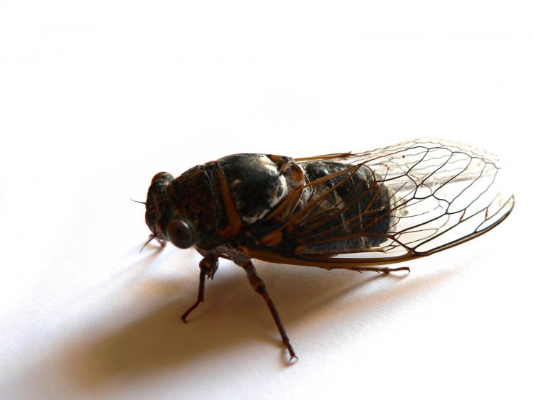 Wallpapers Animals Insects - Cicadas La cigale