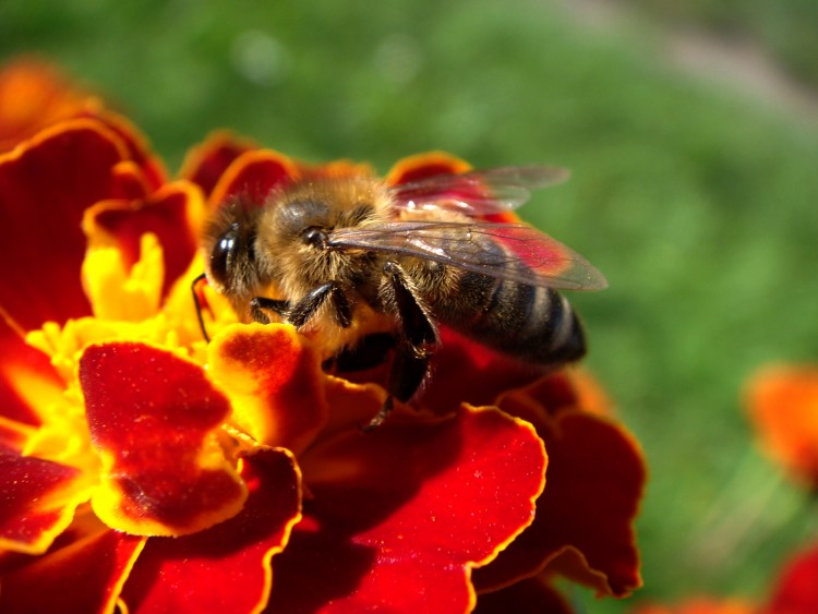 Fonds d'cran Animaux Insectes - Abeilles Gupes ... Abeille