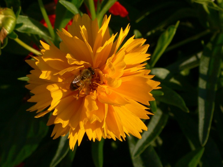 Wallpapers Nature Flowers Je butine cette fleur jaune si attirante !