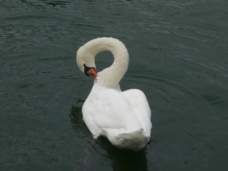 Fonds d'cran Animaux Oiseaux - Cygnes Le cygne fait sa toilette, sur la Seine,  Melun