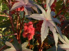 Fonds d'cran Nature Grappe de fuits rouge vif du ricin au soleil couchant