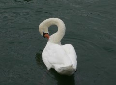 Wallpapers Animals Le cygne fait sa toilette, sur la Seine,  Melun