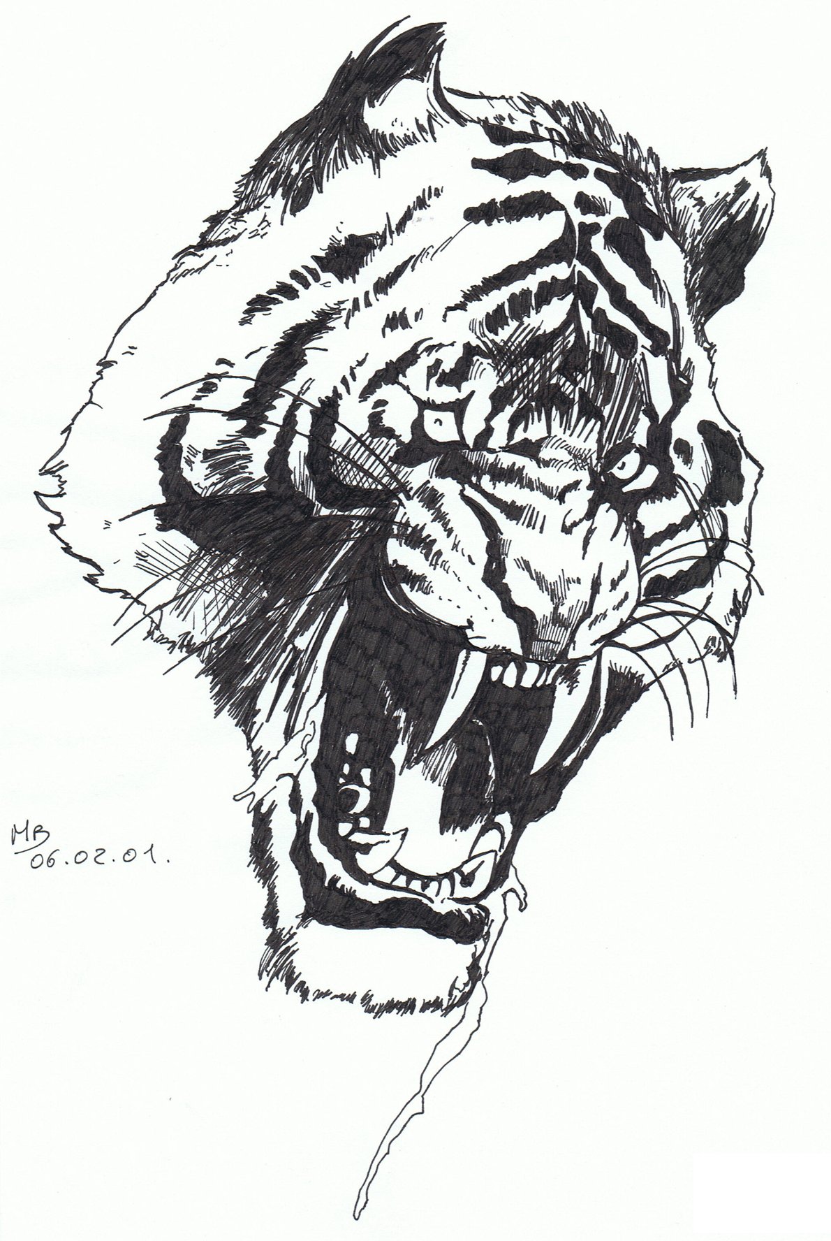 Fonds d'cran Art - Crayon Animaux - Tigres Tigre rugissant